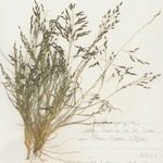 Eragrostis pectinacea 形態