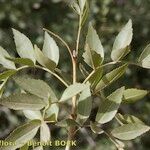 Fraxinus dimorpha Otro