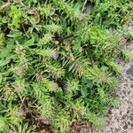 Verbena bracteata Blatt