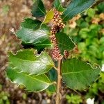 Ilex meserveae Blatt