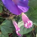 Ipomoea indicaFlower