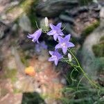 Campanula carnica Λουλούδι