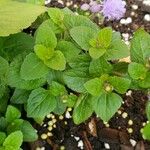 Ageratum houstonianum 葉