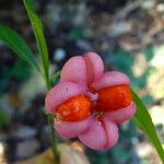 Euonymus europaeus Gyümölcs