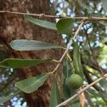 Elaeodendron transvaalense Leaf
