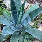 Agave asperrima Leaf