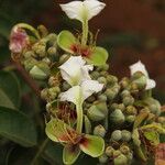 Afzelia bipindensis Flor