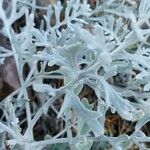 Centaurea cineraria 叶