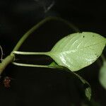 Coccocypselum hispidulum Leaf