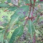 Ludwigia erecta Leaf