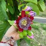 Passiflora quadrangularis Blüte