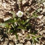 Cerastium dichotomum Hábito