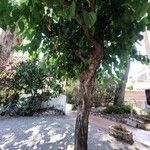 Morus alba Hábito
