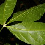 Angostura granulosa 葉