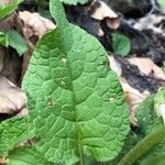 Symphytum grandiflorum Leaf