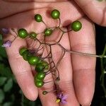 Solanum dulcamara Ffrwyth