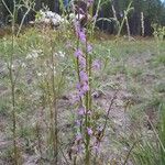 Lobelia urens 花