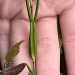 Kalmia polifolia Blatt