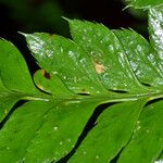 Polystichum californicum