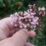 Eupatorium cannabinumFlower