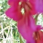 Gladiolus illyricus Flors