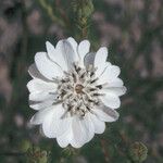 Blepharipappus scaber Blomma