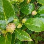 Camellia sasanqua পাতা