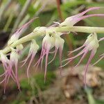 Bulbophyllum cocoinum Blomst