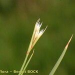 Juncus subulatus Fruit