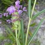 Prunella hyssopifolia Yaprak