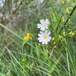 Stellaria palustrisᱵᱟᱦᱟ