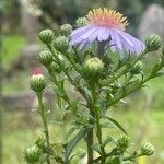 Symphyotrichum novi-belgii Blomst