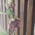 Passiflora alata Květ