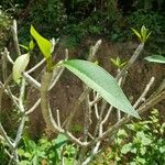 Plumeria alba Leaf