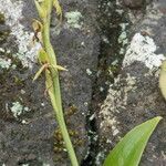 Habenaria tridactylites 整株植物