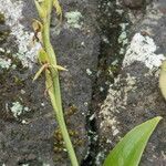 Habenaria tridactylites Hàbitat