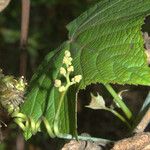 Ampelocissus latifolia Агульны выгляд