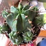 Euphorbia pulvinata Ліст