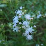 Brickellia eupatorioides Habitus