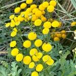 Tanacetum vulgare Kukka