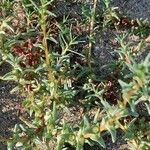Salsola soda Hábito