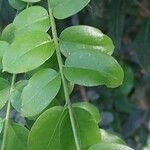 Plinia cauliflora 葉