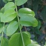 Plinia cauliflora Leaf