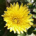 Sonchus oleraceus Flower