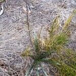 Leucochrysum alpinum Natur