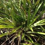 Bromelia karatas Агульны выгляд