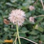 Tridax procumbens Frutto