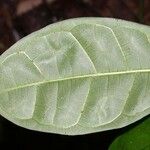 Maquira guianensis Leaf