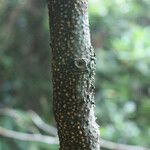 Zanthoxylum asiaticum Azala