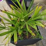 Trachycarpus fortuneiList